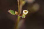 Coastal sand spurge